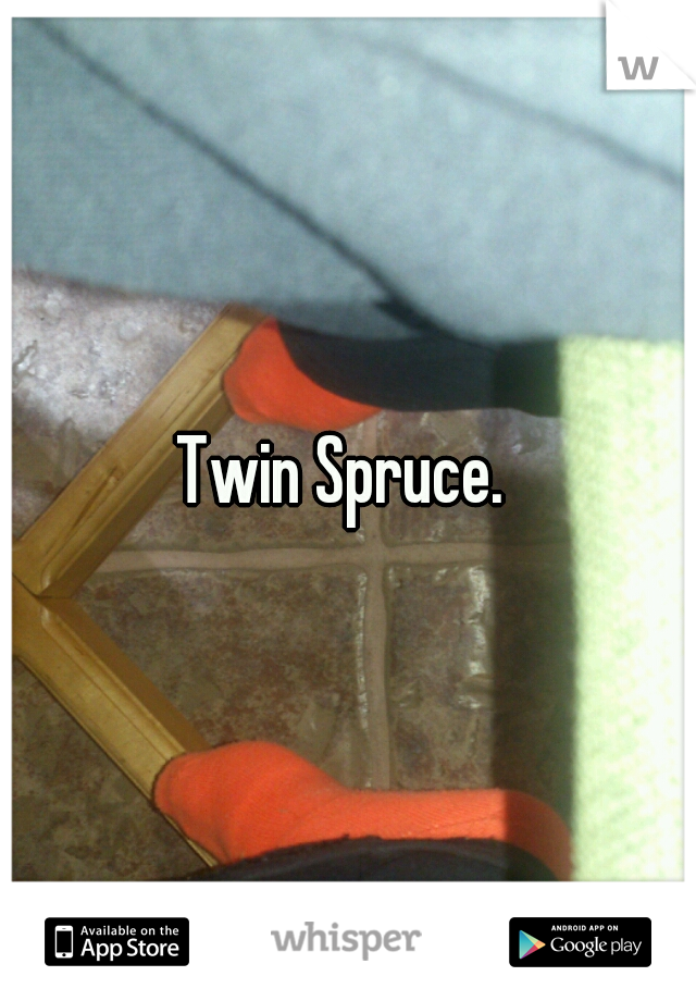 Twin Spruce. 