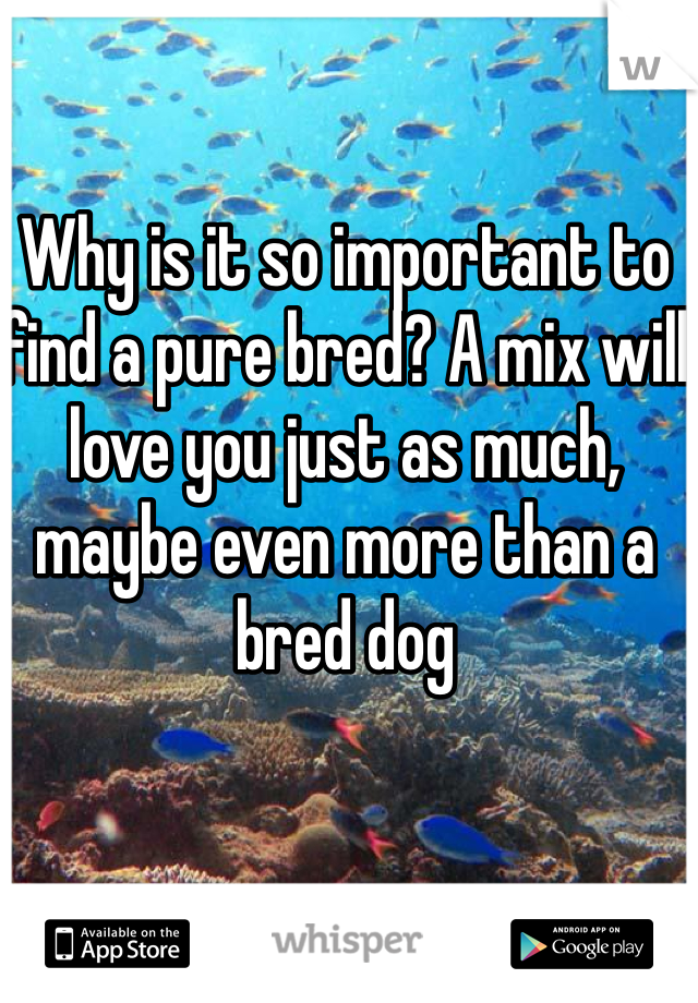 Why is it so important to find a pure bred? A mix will love you just as much, maybe even more than a bred dog
