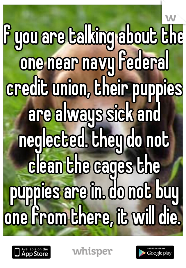 if you are talking about the one near navy federal credit union, their puppies are always sick and neglected. they do not clean the cages the puppies are in. do not buy one from there, it will die.  