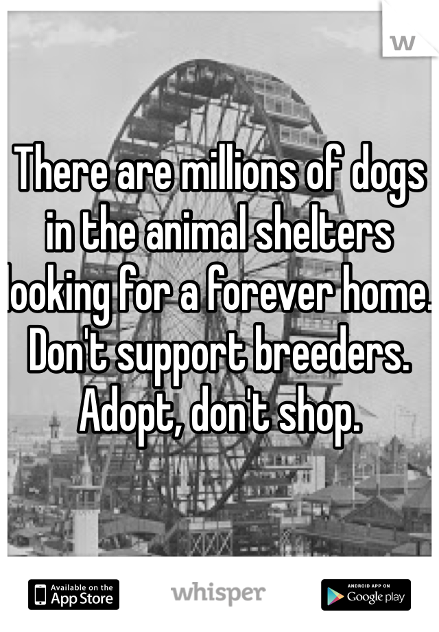 There are millions of dogs in the animal shelters looking for a forever home. Don't support breeders. Adopt, don't shop. 