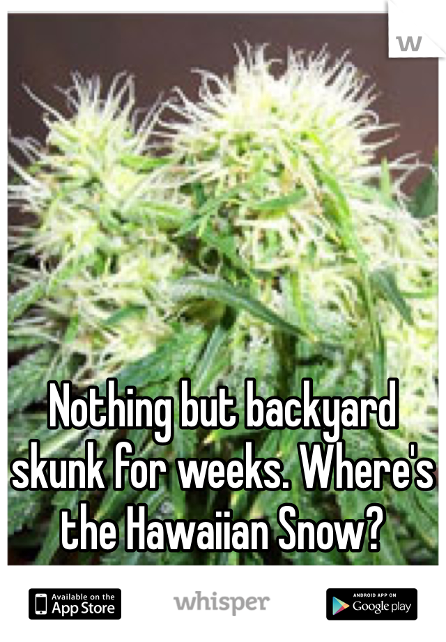 Nothing but backyard skunk for weeks. Where's the Hawaiian Snow?