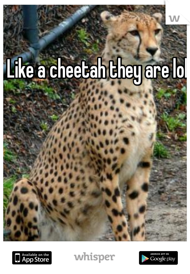 Like a cheetah they are lol  