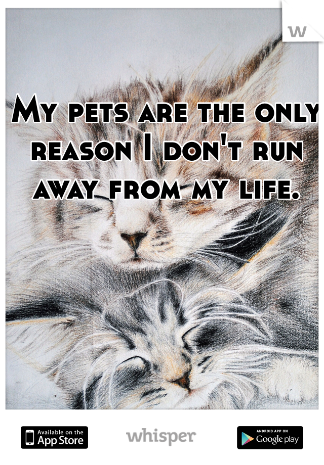 My pets are the only reason I don't run away from my life. 