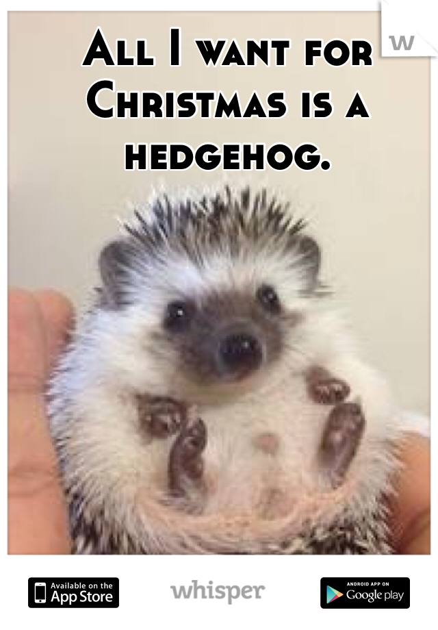 All I want for Christmas is a hedgehog. 