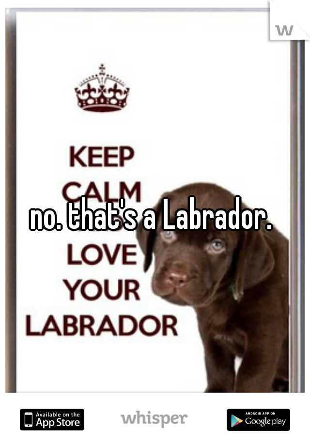 no. that's a Labrador. 