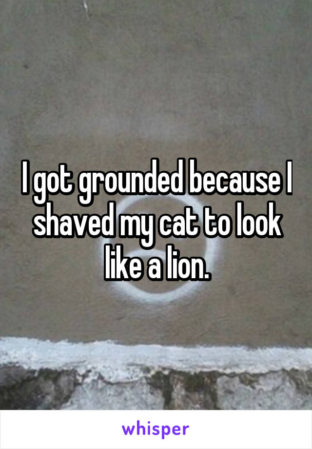 I got grounded because I shaved my cat to look like a lion.