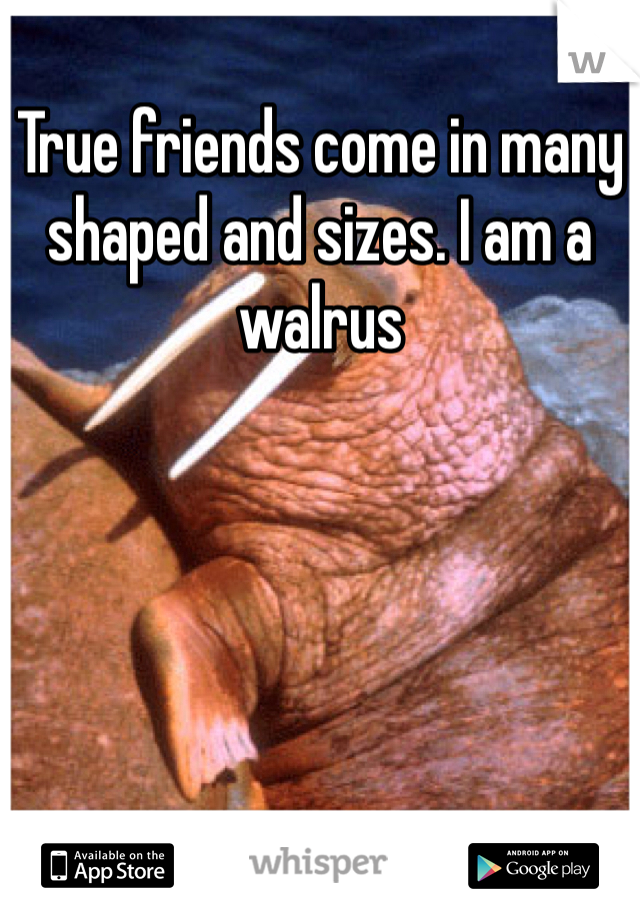True friends come in many shaped and sizes. I am a walrus