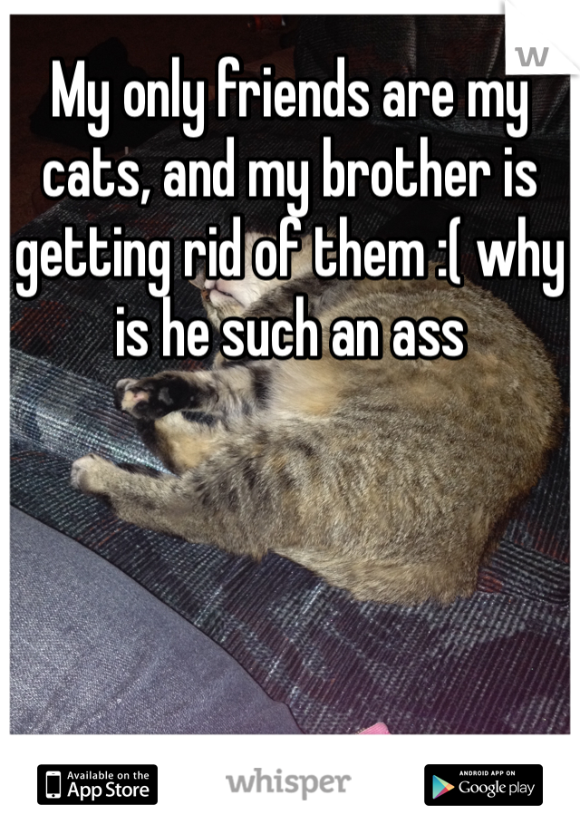 My only friends are my cats, and my brother is getting rid of them :( why is he such an ass