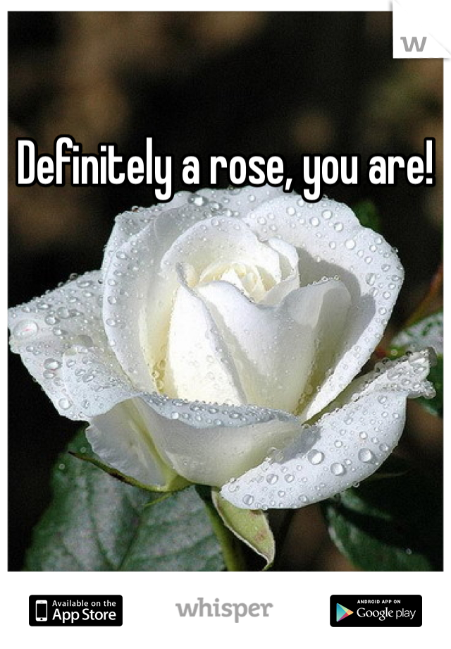 Definitely a rose, you are!