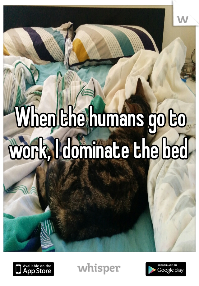 




When the humans go to work, I dominate the bed  
