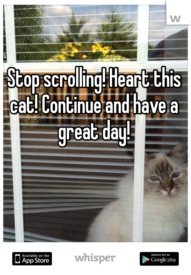 Stop scrolling! Heart this cat! Continue and have a great day!