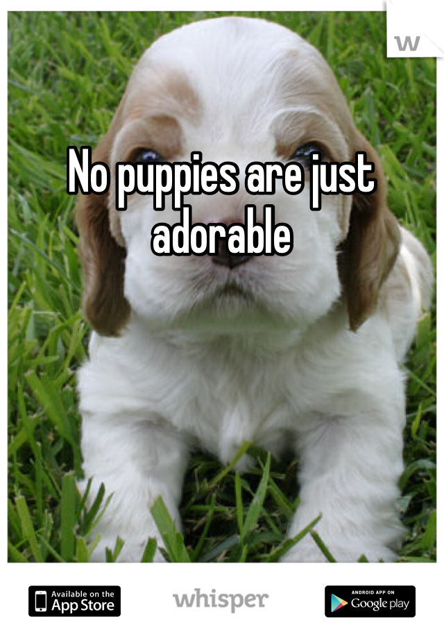 No puppies are just adorable