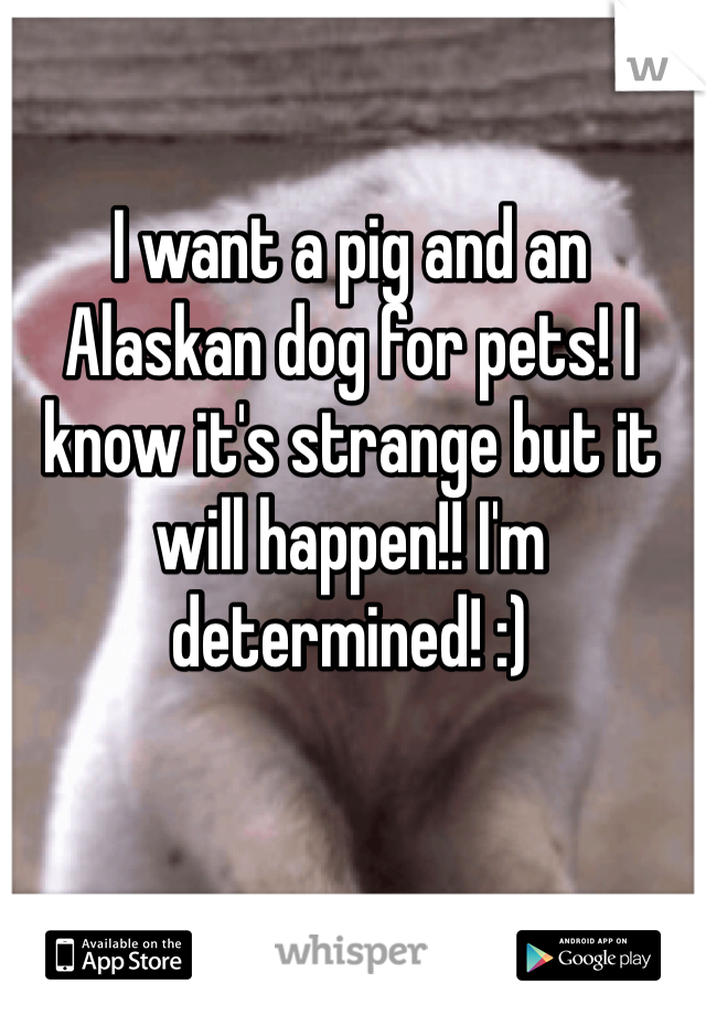 I want a pig and an Alaskan dog for pets! I know it's strange but it will happen!! I'm determined! :) 