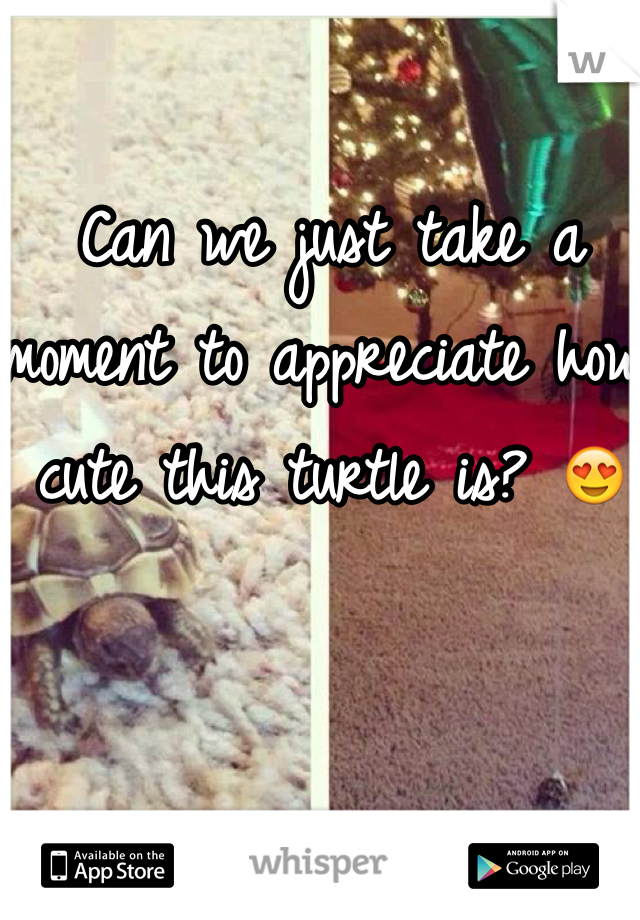 Can we just take a moment to appreciate how cute this turtle is? 😍