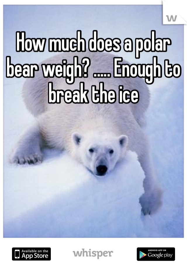 How much does a polar bear weigh? ..... Enough to break the ice