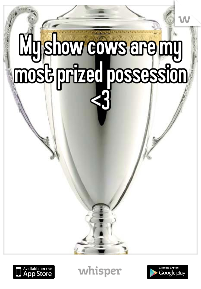 My show cows are my most prized possession <3