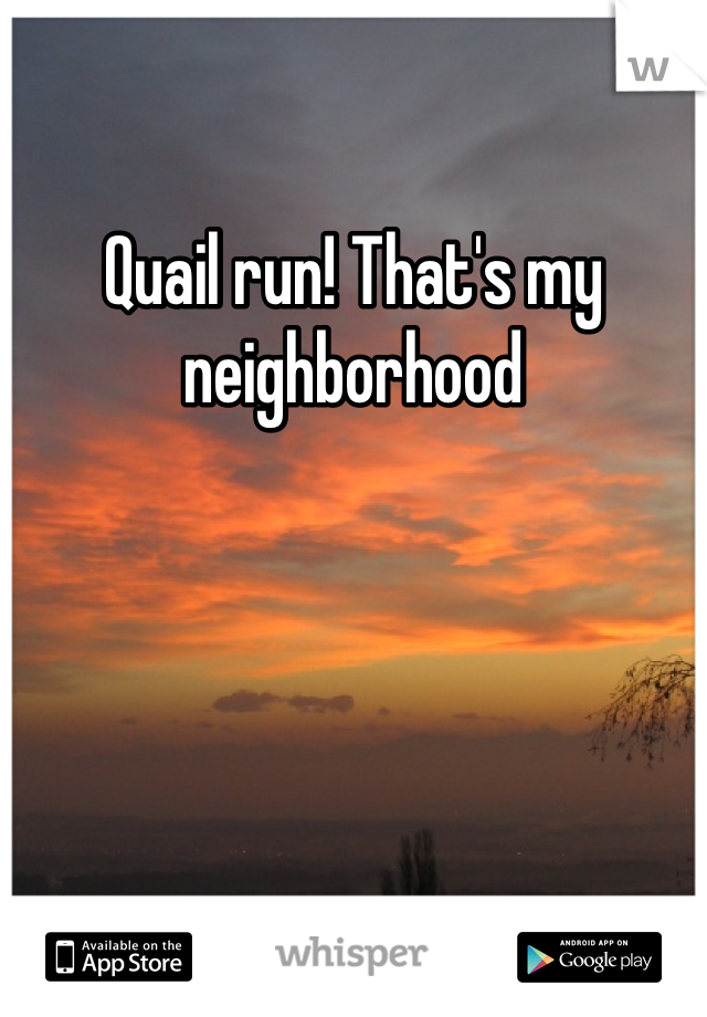 Quail run! That's my neighborhood