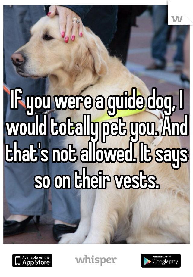 If you were a guide dog, I would totally pet you. And that's not allowed. It says so on their vests.
