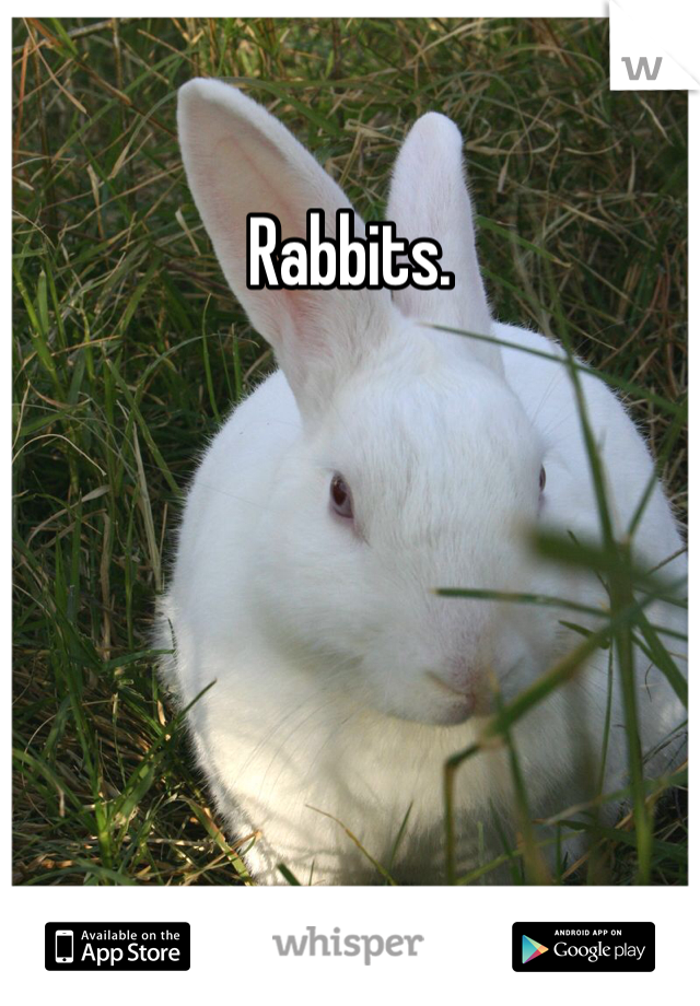 Rabbits. 