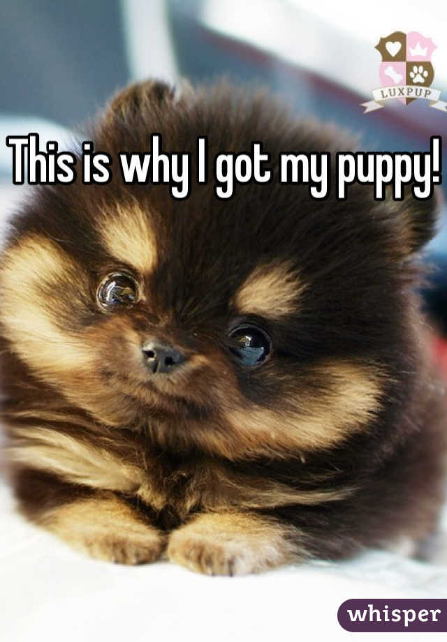 This is why I got my puppy!