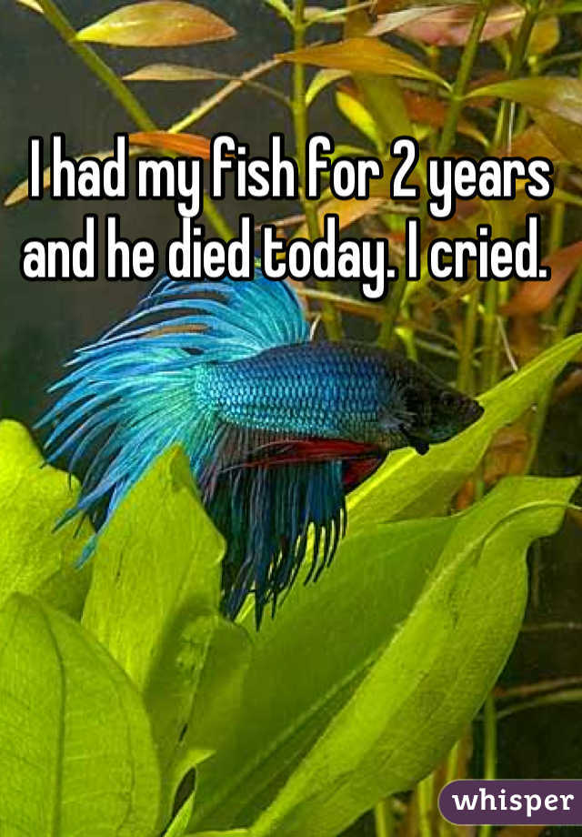 I had my fish for 2 years and he died today. I cried. 