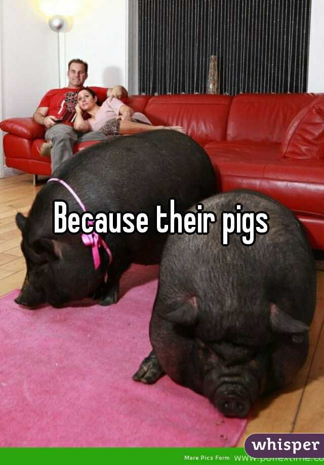Because their pigs