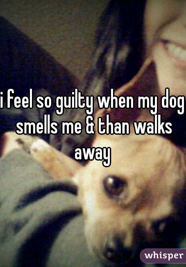 i feel so guilty when my dog smells me & than walks away 
