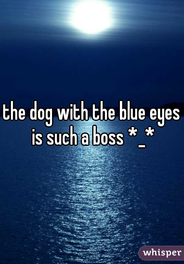 the dog with the blue eyes is such a boss *_*
