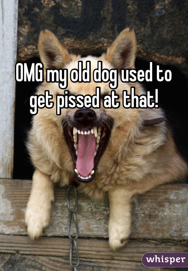 OMG my old dog used to get pissed at that! 
