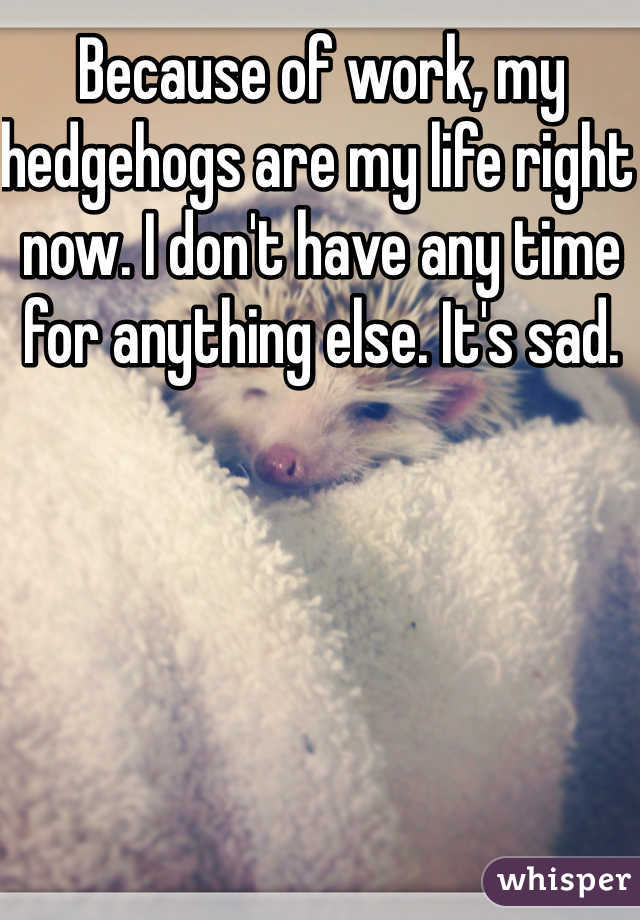 Because of work, my hedgehogs are my life right now. I don't have any time for anything else. It's sad.