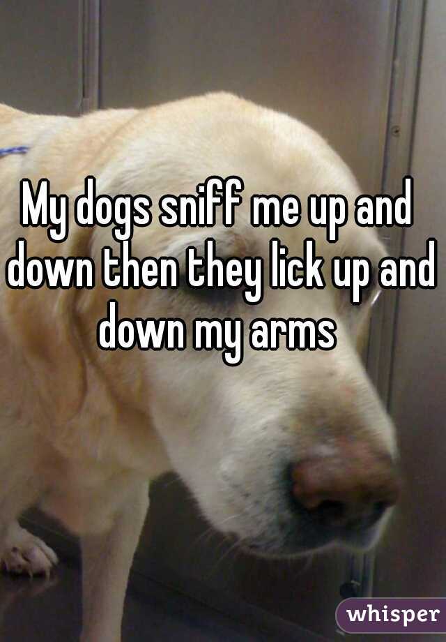 My dogs sniff me up and down then they lick up and down my arms 
