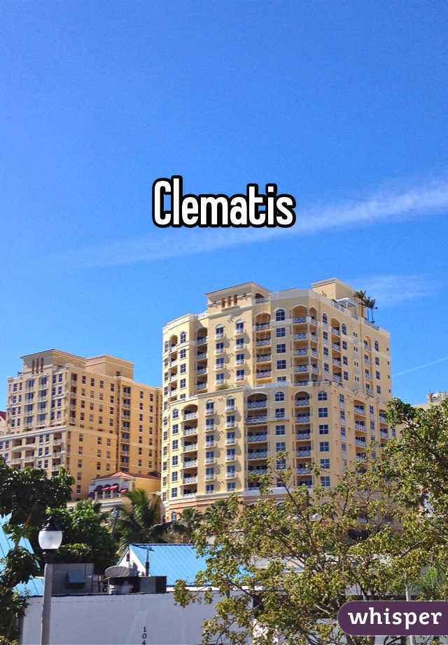 Clematis 
