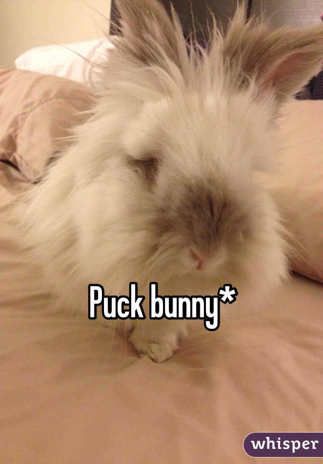 Puck bunny*