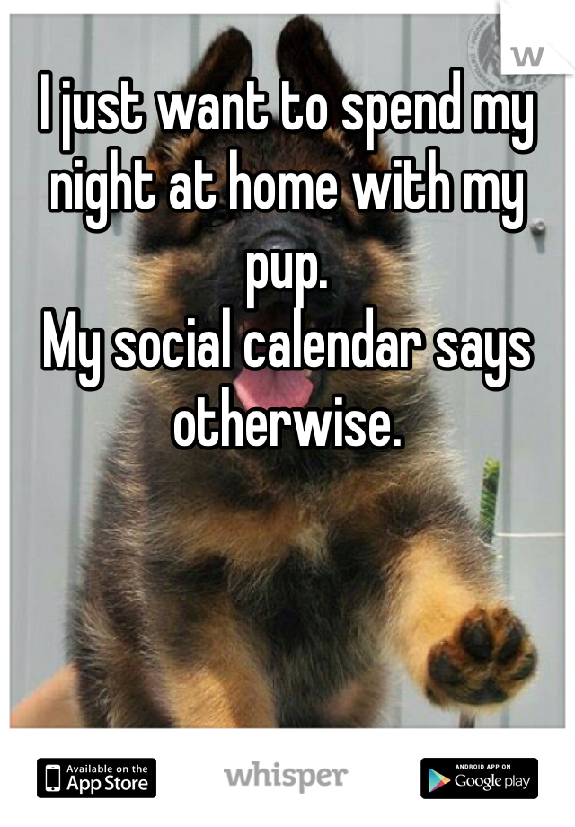I just want to spend my night at home with my pup. 
My social calendar says otherwise. 