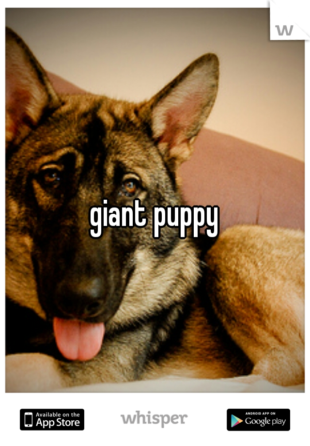 giant puppy