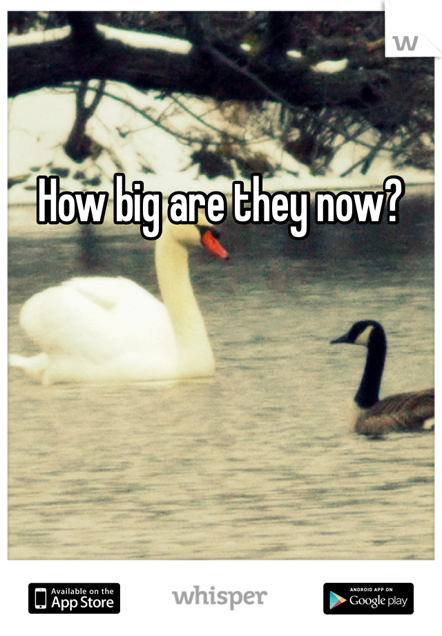 How big are they now?