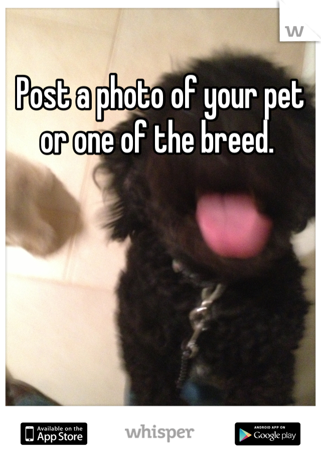 Post a photo of your pet or one of the breed. 