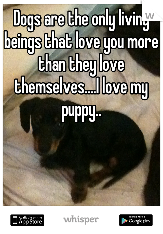 Dogs are the only living beings that love you more than they love themselves....I love my puppy..