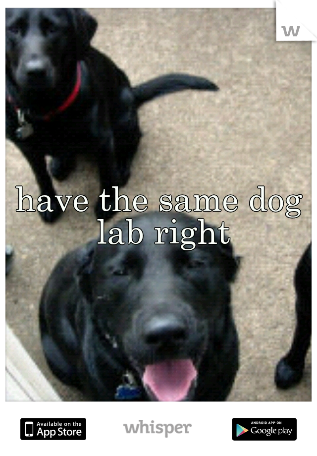 have the same dog lab right