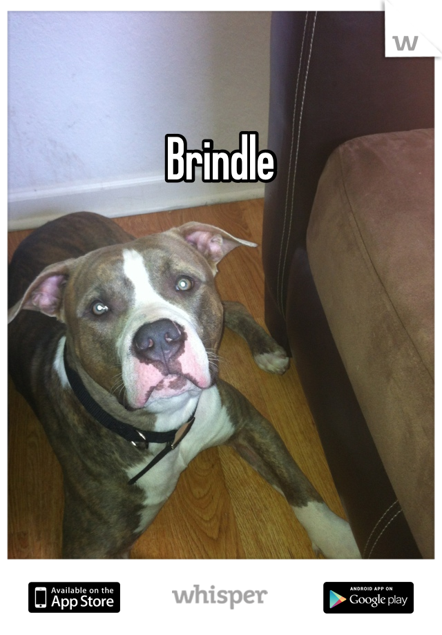 Brindle