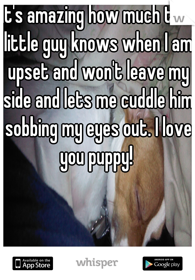 It's amazing how much this little guy knows when I am upset and won't leave my side and lets me cuddle him sobbing my eyes out. I love you puppy! 