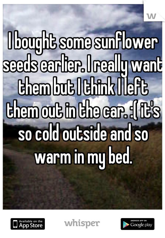 I bought some sunflower seeds earlier. I really want them but I think I left them out in the car. :( it's so cold outside and so warm in my bed.