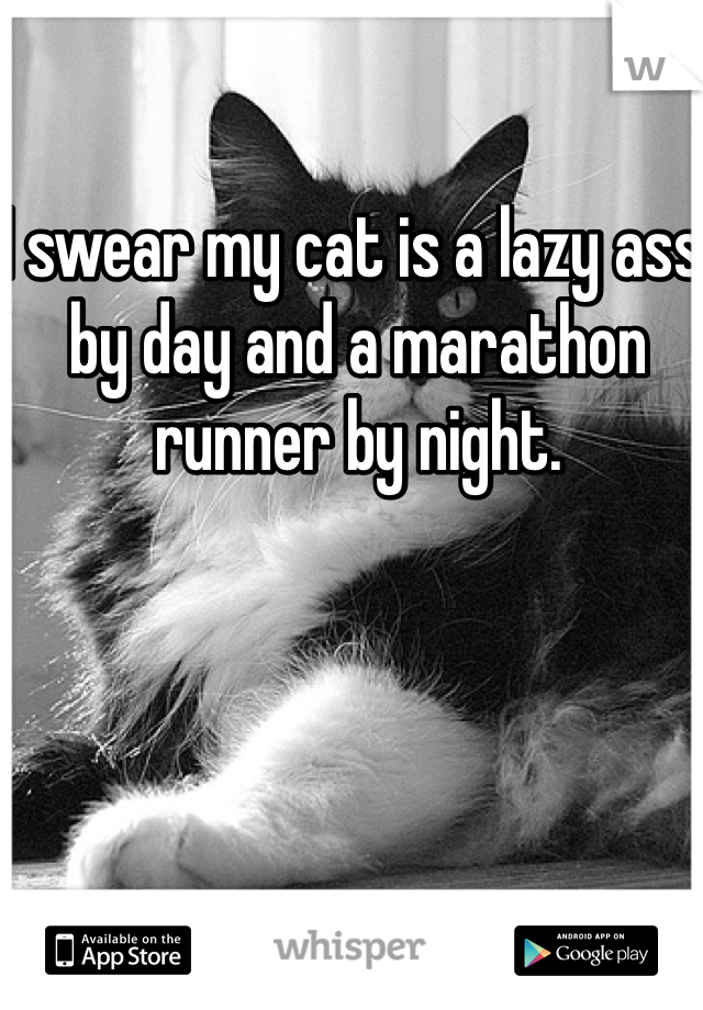 I swear my cat is a lazy ass by day and a marathon runner by night.