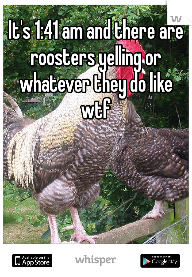 It's 1:41 am and there are roosters yelling or whatever they do like wtf