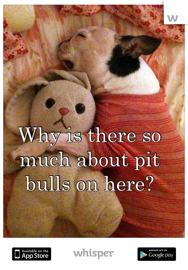 Why is there so much about pit bulls on here?