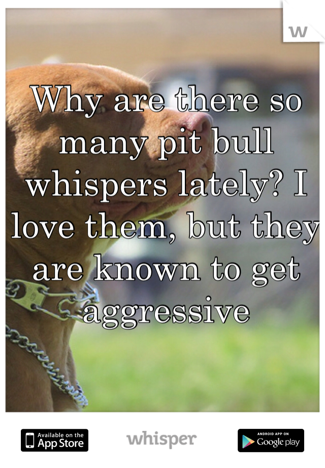 Why are there so many pit bull whispers lately? I love them, but they are known to get aggressive 