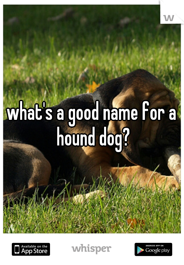 what's a good name for a hound dog?