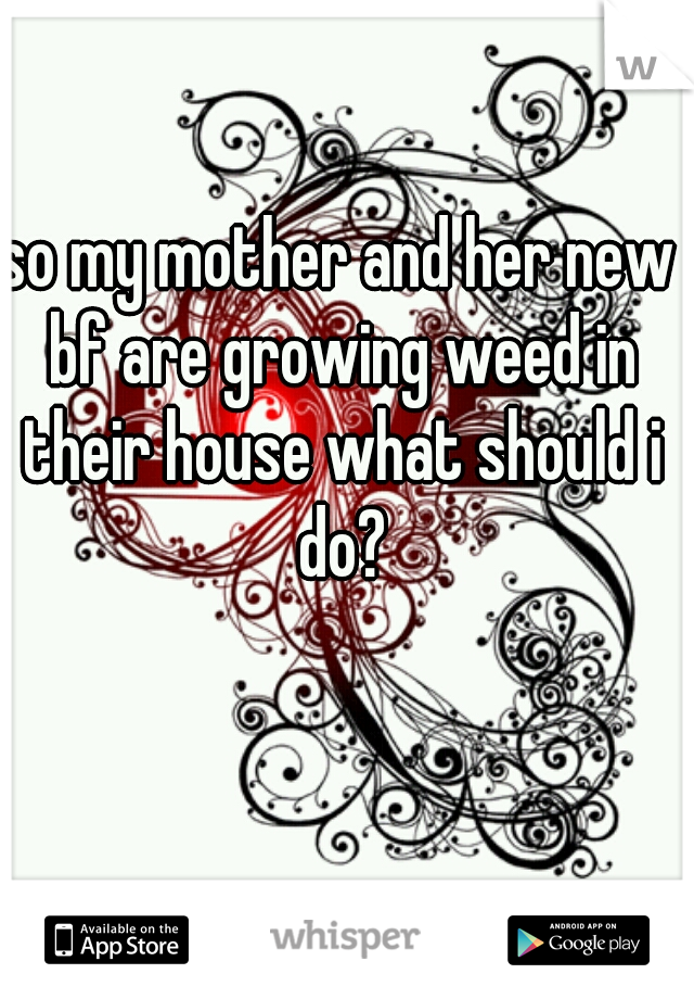 so my mother and her new bf are growing weed in their house what should i do?