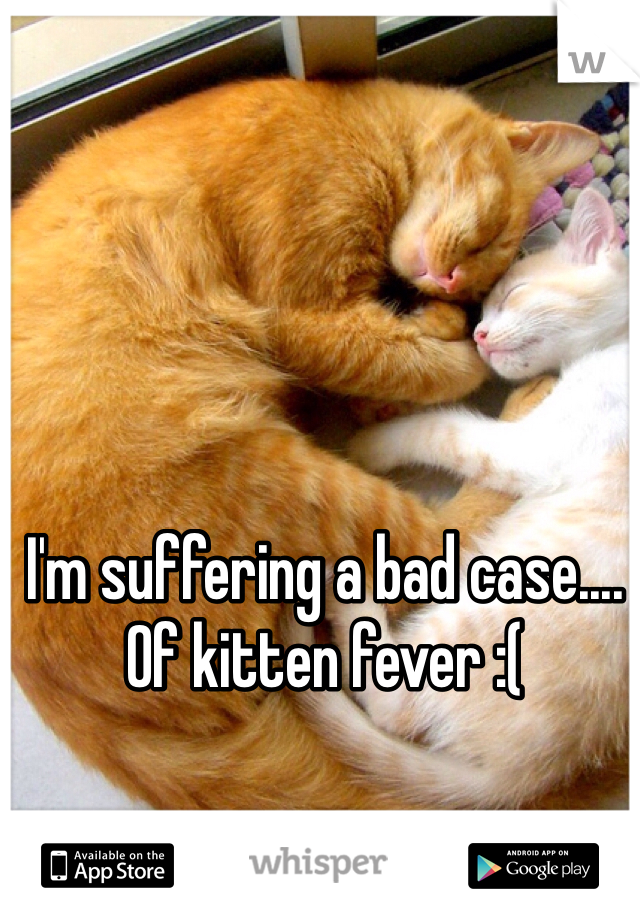 I'm suffering a bad case.... Of kitten fever :(
