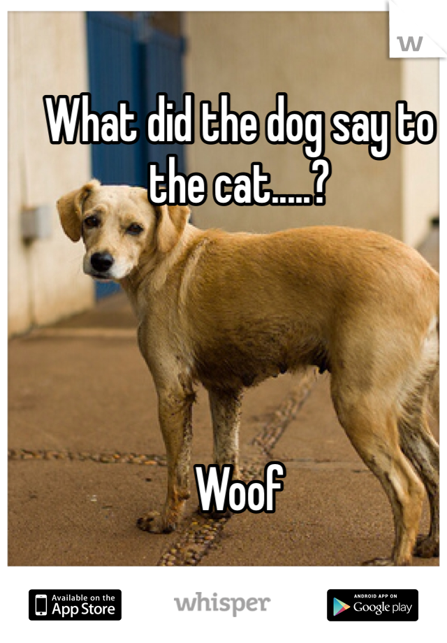 What did the dog say to the cat.....? 




Woof